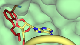 The race towards new antibiotics